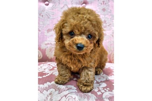 成約済の愛知県のティーカッププードル-143413の1枚目